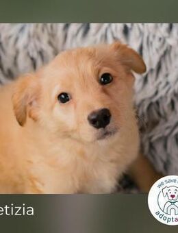 Laetizia: Hundekind sucht ein Zuhause - Kirchzell