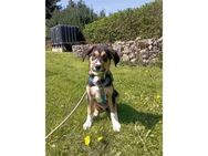 Sam - wartet in 07426 Königsee - Oberwies