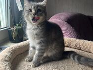 Bkh mix Kitten - Iserlohn