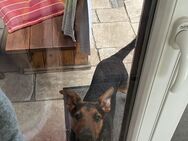 Schäferhund mix 8 Monate - München Sendling