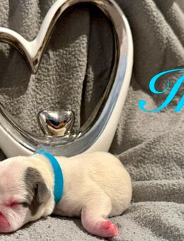 Wunderschöne Französische Bulldoggen Welpen - Elze Zentrum