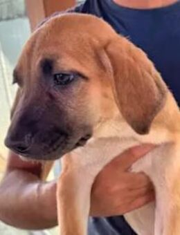 Sidney - wer kann ihr widerstehen? - Regensburg