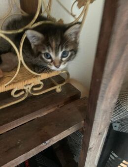 Süße Katerchen - Berlin Reinickendorf