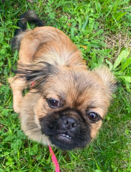 Reinrassiger Pekinese - Frankfurt (Main) Niederrad