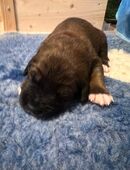 Süße mischlingswelpen suchen ein Zuhause in 66386