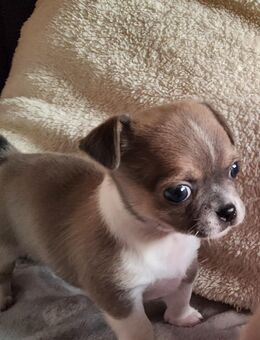 2 süsse Chihuahua Shi-Tzu Welpen suchen ein Zuhause - Löhne