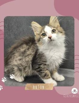 Katerchen Anton spielt gern - Lalendorf