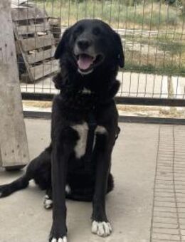 Luca - sanfter Riese, der nur liebt - Idstein