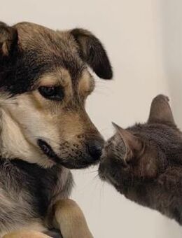 Greys❤️sucht Pflege- oder Endstelle - Rott (Inn)