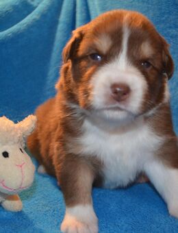 Australian-Shepherd-Welpen mit ASCA-Papieren - Beilstein Zentrum