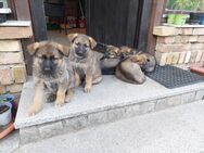 Welpen Deutscher Schäferhund - Am Mellensee