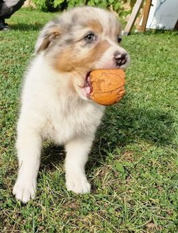 Australian Shepherd - Heldrungen
