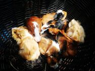 Bunter Babys 13Wo Rosetten Glatthaar Böckchen Jungs männlich - Birstein