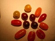 Tomaten-Samen „Mini-Poutporri 4“ Nr.7889 - Bretten