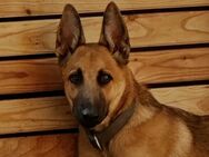 Malinoi Mix Odin sucht dringend ein Zuhause!! - Westertimke