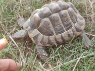 Griechische Landschildkröten aus 2018 - Münster (Hessen)