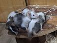 junge Farbmäuse dürfen umziehen Farbmaus Mäuse Maus in 01844