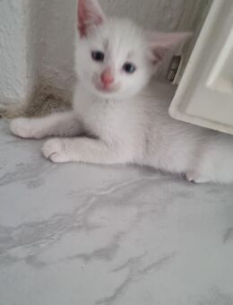 Türkische angora Baby katzen - Castrop-Rauxel Zentrum