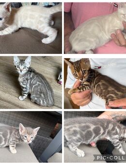 Bengal kitten ,,,,Snow Lynx ,, Silber ,, Blue ,,, Braun Mit Stammbaum - Dortmund