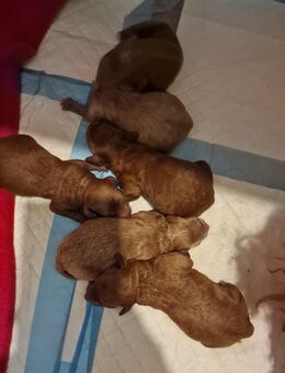 Hurra wie wunderbar, die Welpen sind endlich da :) - Kritzmow