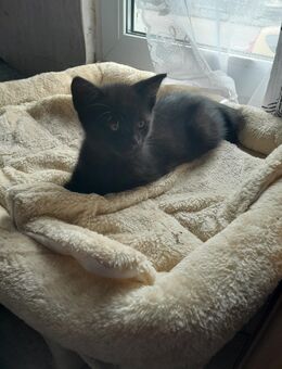 Junge süsse Katzen - Kirchen (Sieg)