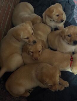 Unsere süßen Labradorwelpen suchen ein zu Hause - Südbrookmerland
