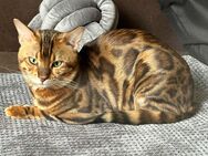 Reinrassiger Bengal Kater mit Stammbaum Brown Spotted Tabby abzugeben Zucht Auflösung - Mainz