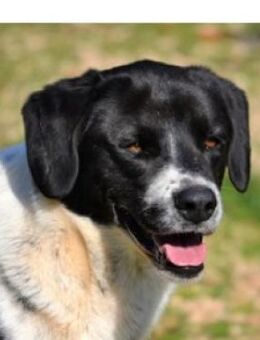 Lieber Vanias bleibt immer zurück... - Mettmann