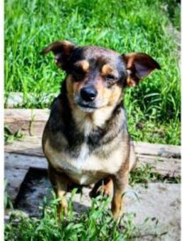 Monti wartet in Rumänien - Bochum