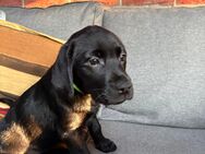 Labrador Welpen schwarz - Wittenberg (Lutherstadt) Wittenberg