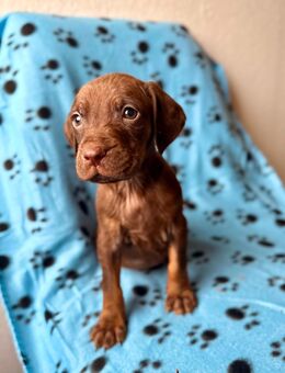 Magyar Vizsla, Labrador, Weimaraner Mischling, Welpe, Rüde - Sonnefeld