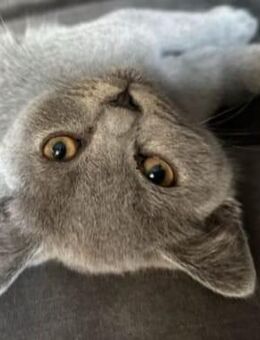 BKH Kater sucht neues Zu hause - Datteln