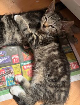 Drei wunderschöne kitten abzugeben - Mönchengladbach