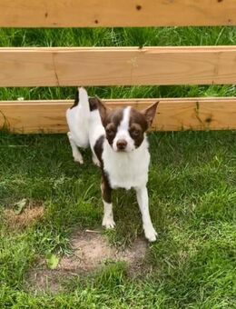 Deckrüde Chihuahua Leo steht liebevollen Hündinnen zur Verfügung - Sörup