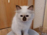 Kitten Heilige Birma - Rahden Kleinendorf