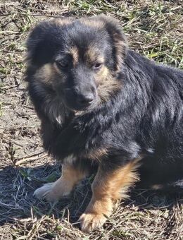 Monchi, aufgeschlossen und liebevoll - Leonberg (Baden-Württemberg)