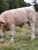 Rind, Bio Absetzer Fleckvieh und Uckermärker in 06844