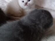 Reinrassige BKH Kitten - Brakel