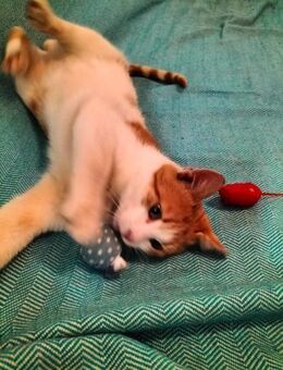 kleines Katerle Leo sucht Zuhause - Augsburg