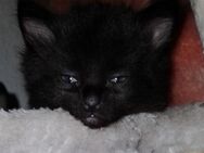 Baby Katze 3 Monate alt (weiblich) schwarz orange - Hamburg Altona