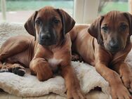 PREMIUM ZUCHT genetisch gesunde Welpen mit Gentest R.I.GE.P. + VERHALTENSGENE Rhodesian Ridgeback - Hildesheim