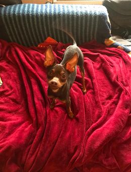 Deckrüde Zwergpinscher in schoko-tan - Dierdorf