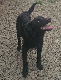 SAMMY - black is beautyful - Konstanz