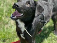 Spike sucht sein Zuhause ab Juni - Berlin