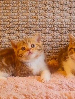 Bezaubernde Britisch Kurzhaar Kitten in seltenen Farben Chocolate & Cinnamon Tabby White - Köln