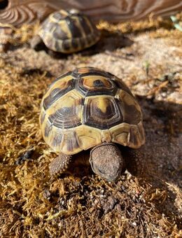 Griechische Landschildkröten - Weißenfels Großkorbetha