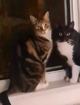 2 hübsche Kater suchen ein gemeinsames liebevolles Zuhause in Wohnungshaltung - Werneuchen