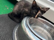 Katzenbabys - Brüggen (Burggemeinde)
