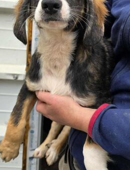 Welpe Holly sucht Zuhause - Düsseldorf