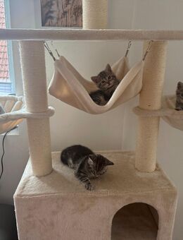 Baby Katzen. - Creglingen
